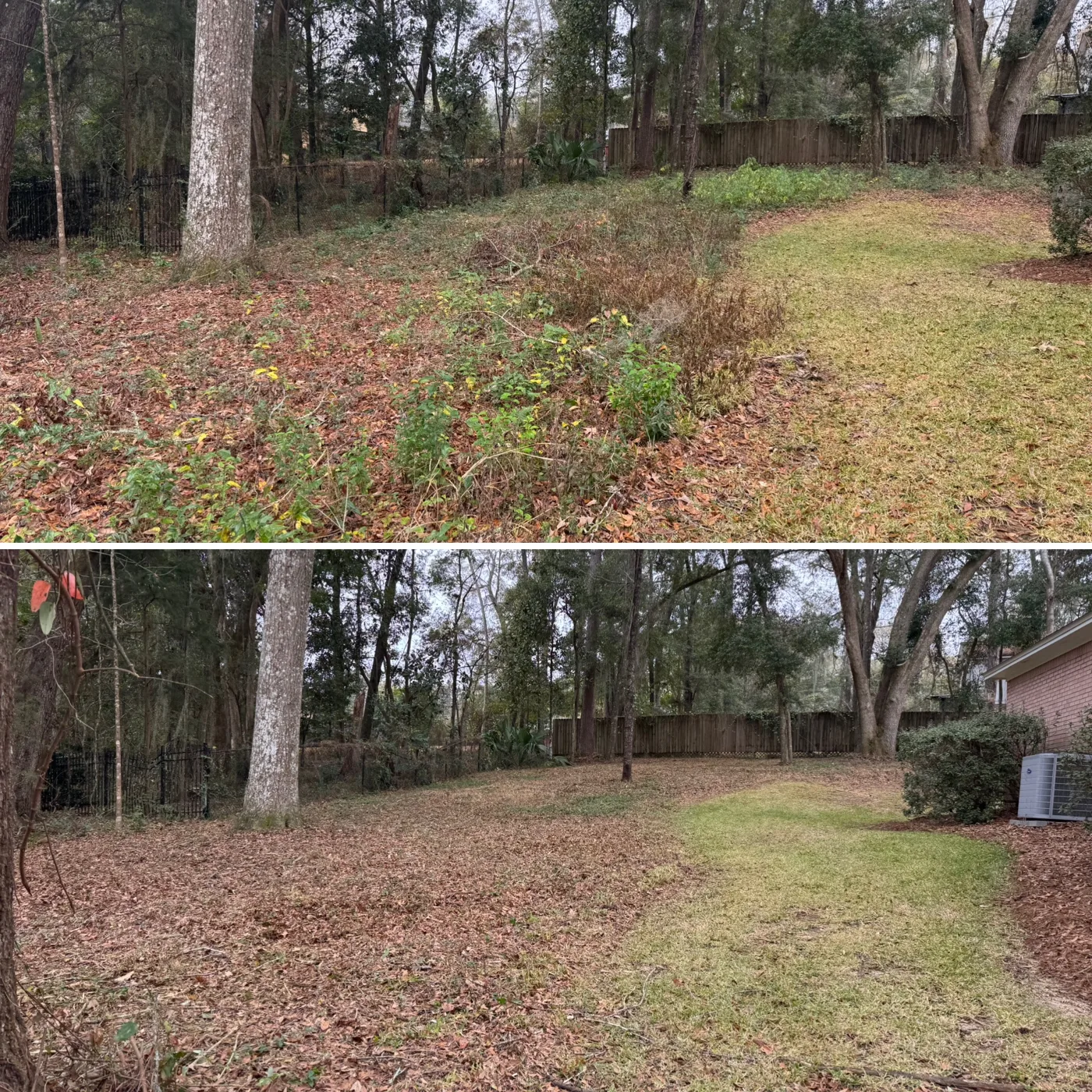Before and after: patchy, leaf-strewn wooded backyard cleaned and cleared