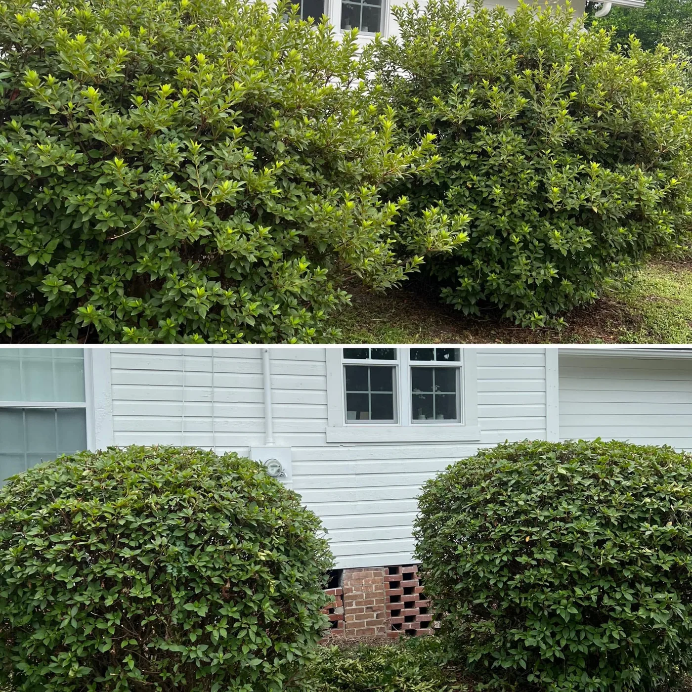 Before and after: overgrown shrubs at a white house trimmed into neat rounded shapes