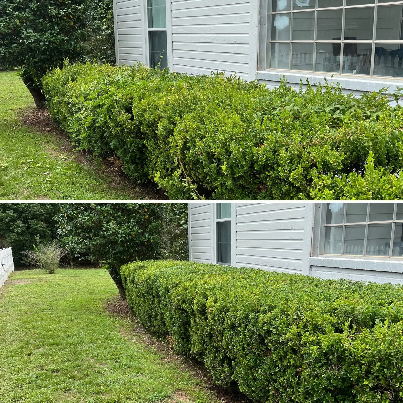 Before and after: hedge along a white house trimmed clean and even