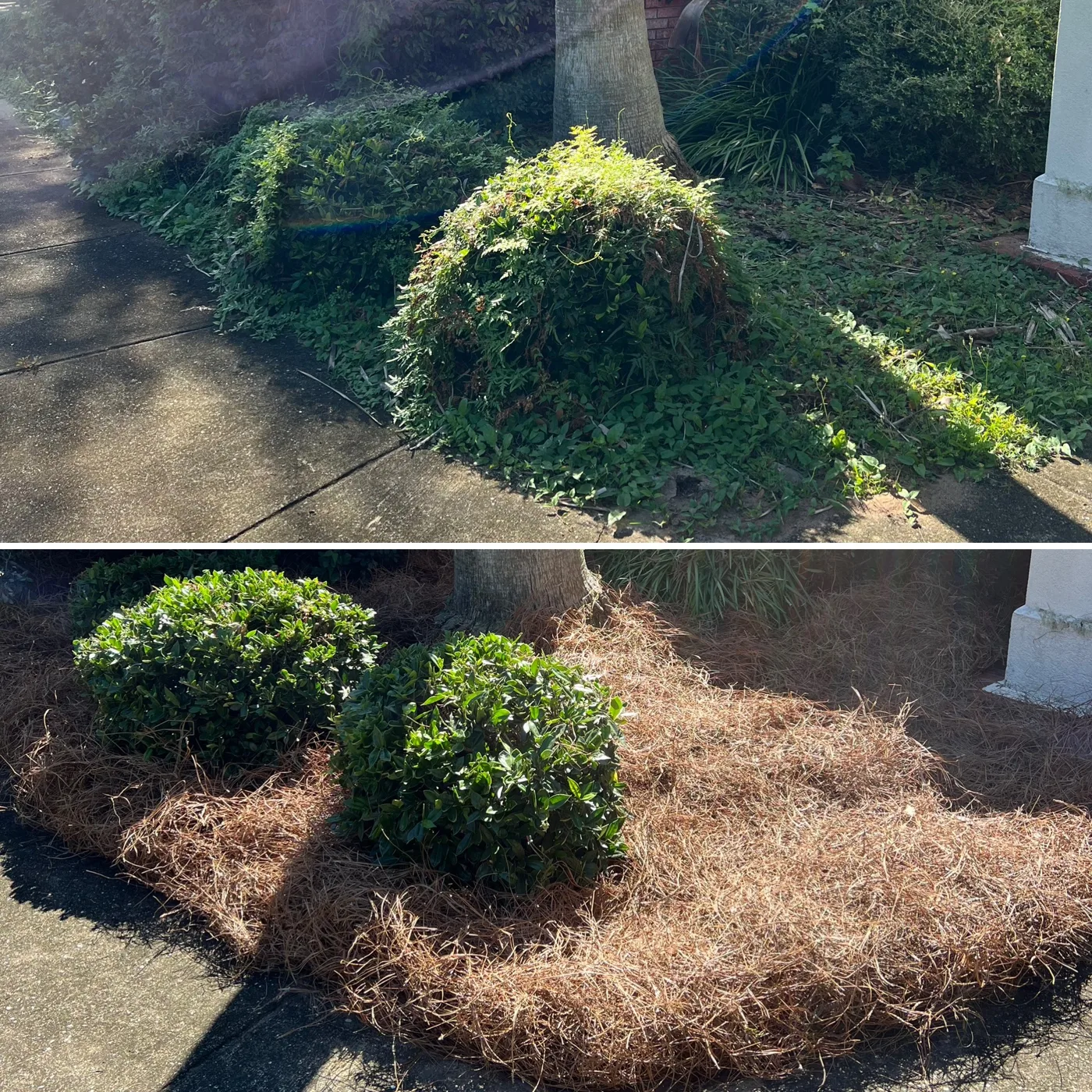 Before and after: overgrown shrubs by a front walk trimmed and beds refreshed with pine straw