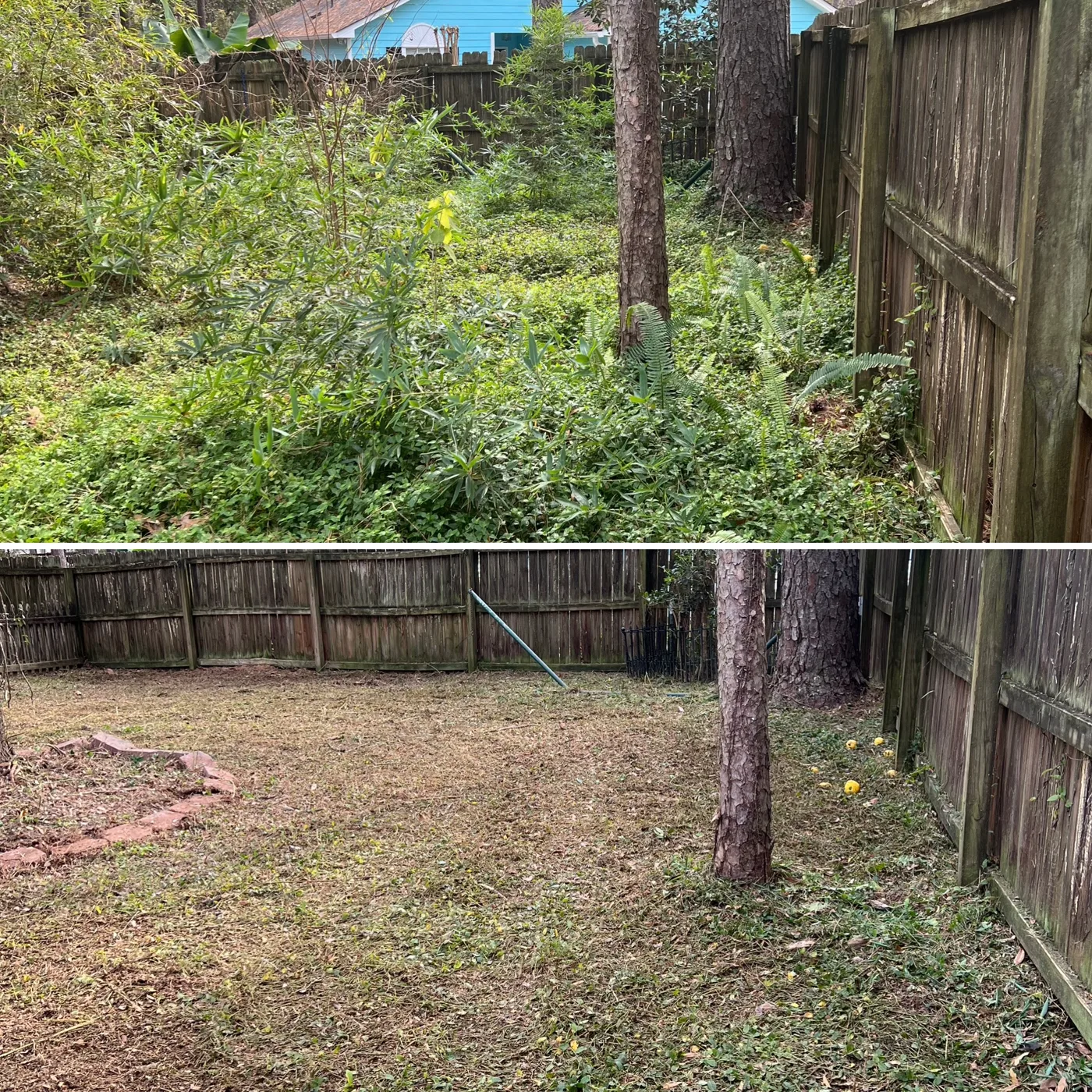 Before and after: overgrown fence line cleared to an open, tidy backyard