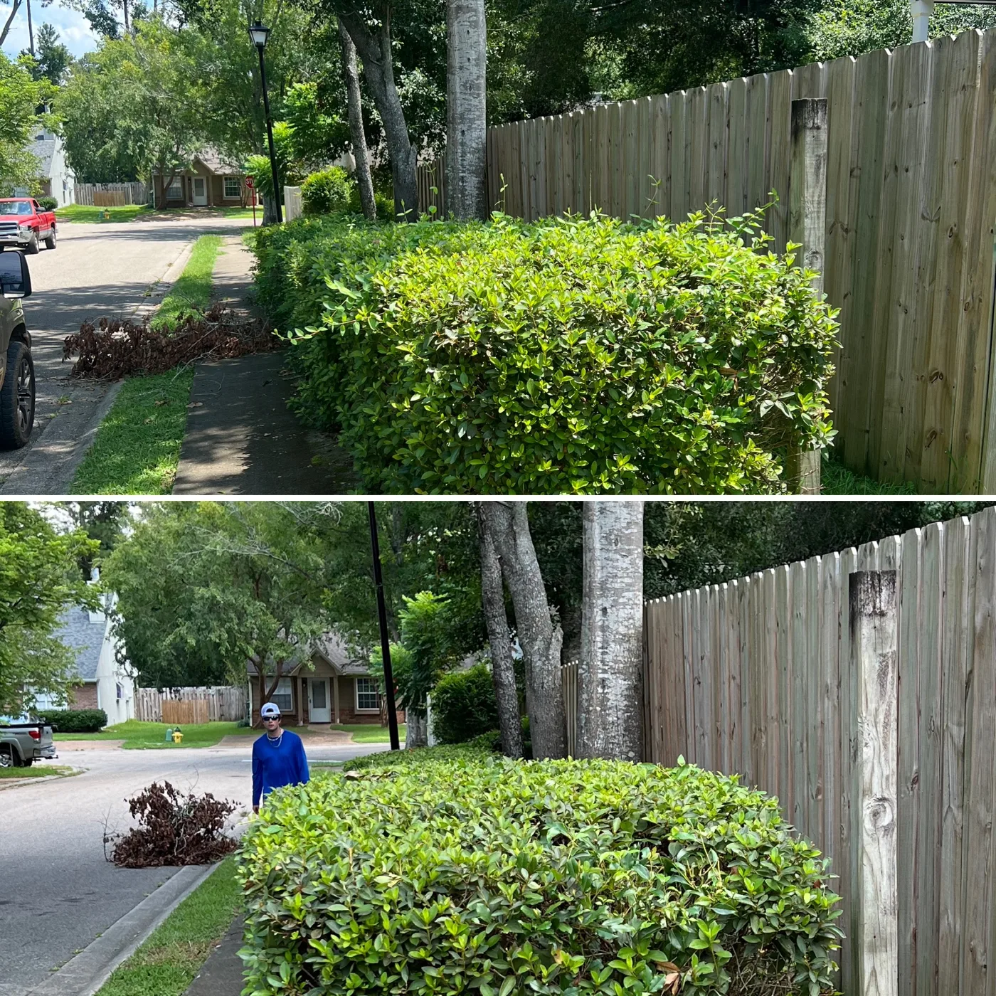 Before and after: shaggy hedge along a fence trimmed flat and even