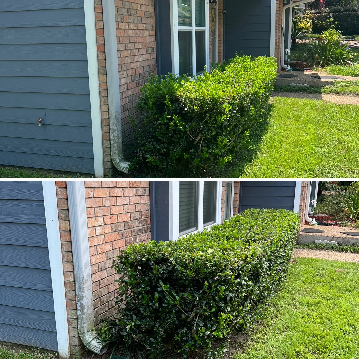 Before and after: overgrown shrubs at a brick-and-siding home trimmed into a clean hedge