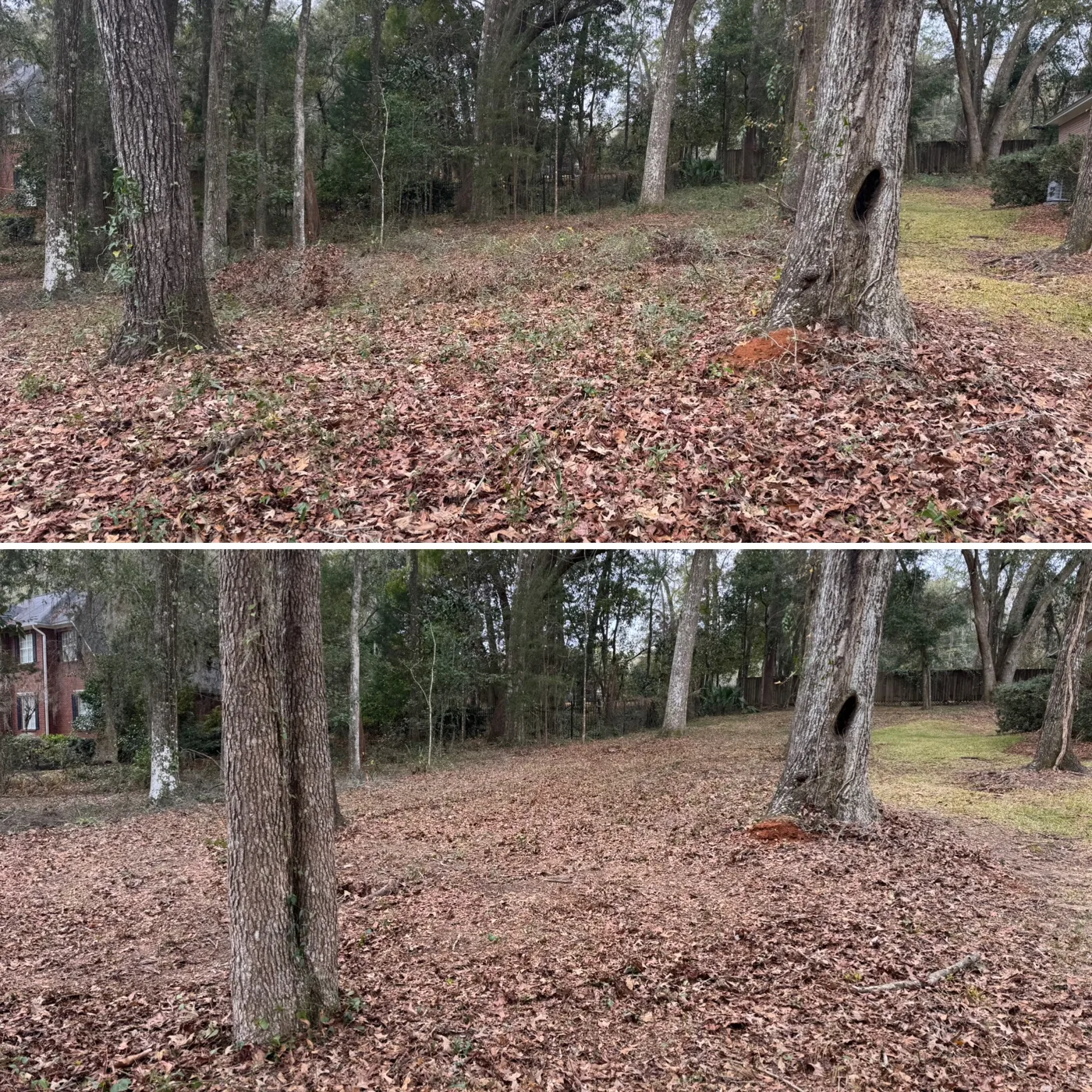 Before and after: thick leaf cover cleared from a wooded lot