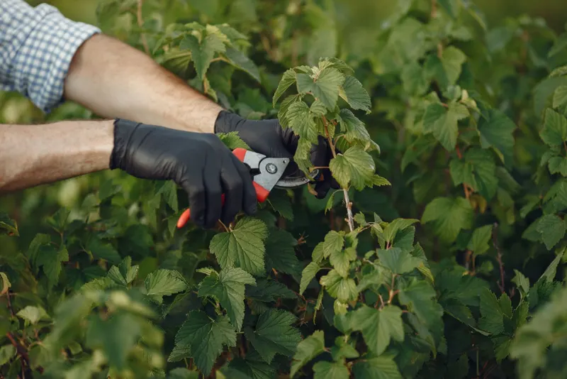 Gloved hands trimming a leafy shrub with pruners
