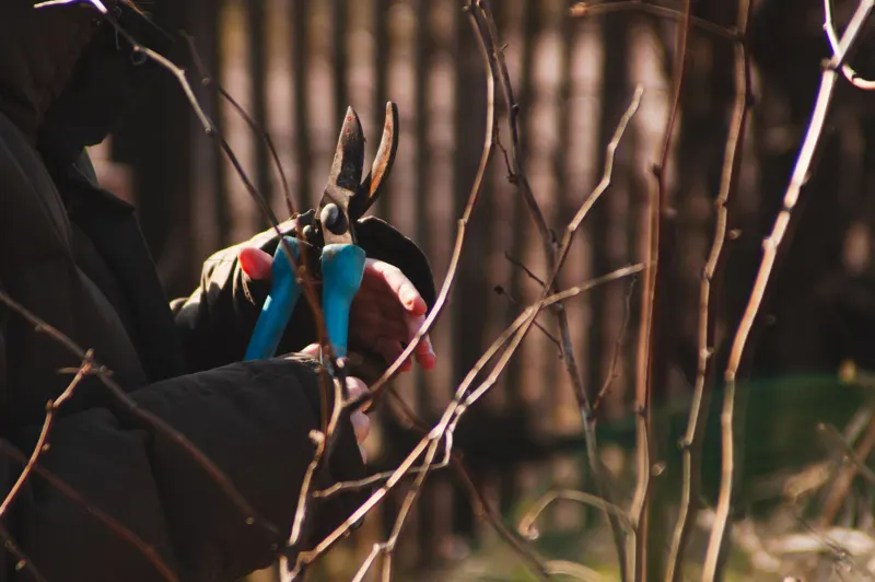 Pruning small tree branches with hand pruners